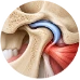 TMJ rectification: illustration of the jaw joint